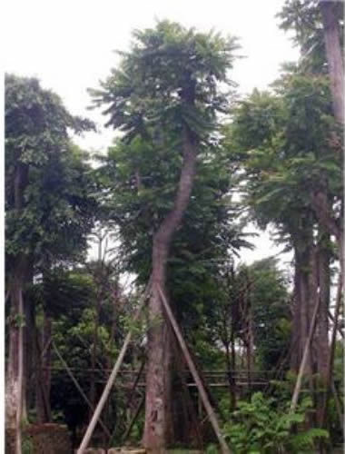 【麻楝】點擊圖片可放大原始圖片2