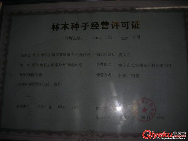 桑果苗