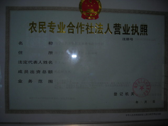 桑果苗