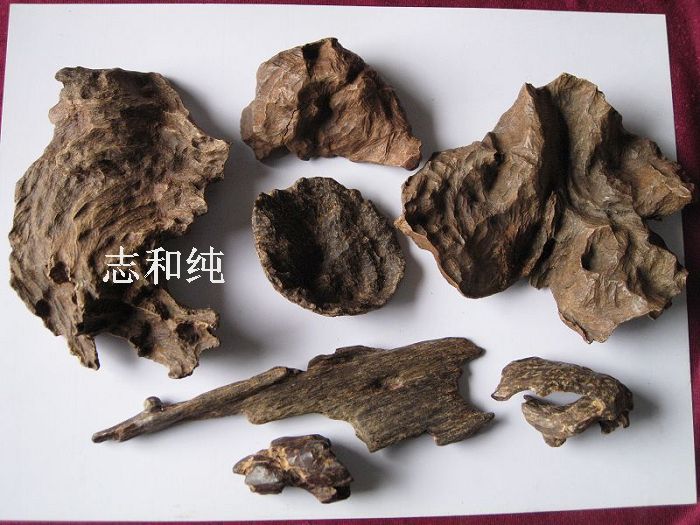 沉香樹籽油
