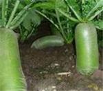 萝卜