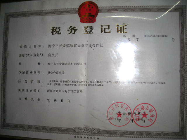 嫁接的優(yōu)質(zhì)果桑樹苗