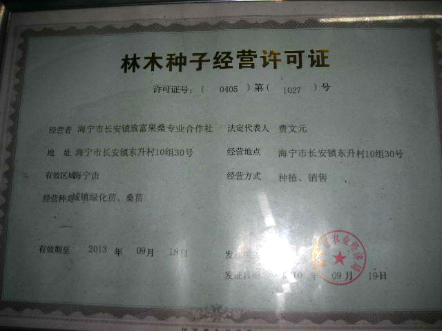 九曲龍桑苗