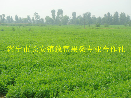 桑樹苗