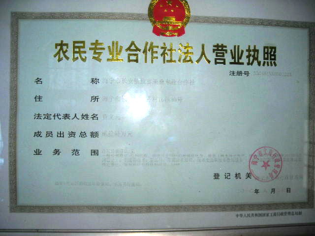 桑樹苗