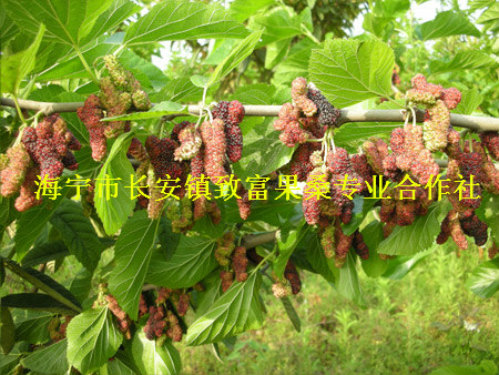 桑樹苗