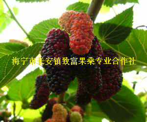 白玉王果桑樹苗