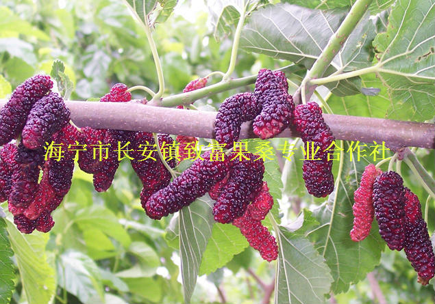 臺灣果桑46c019樹苗