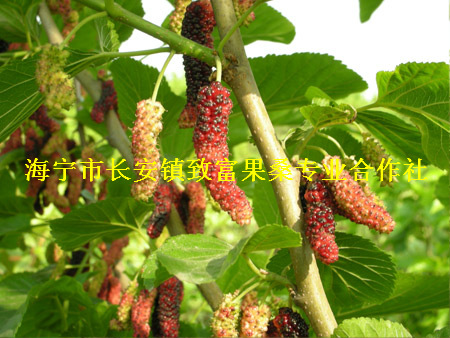 桑葚樹苗