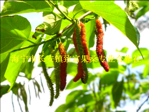 臺灣長果桑樹苗