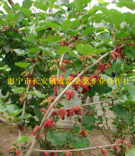 日本富士紅果桑苗  