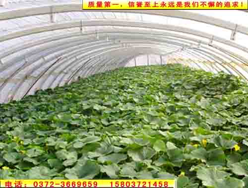 大棚-安陽大棚-河南大棚-安陽澳源大棚骨架質量就是頂呱呱