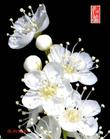 珍珠梅.珍珠梅價(jià)格