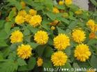 珍珠梅.珍珠梅價(jià)格