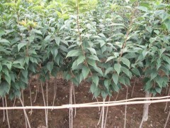  出售櫻花當年小苗、各種規(guī)格櫻花苗木