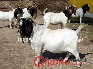 純種波爾山羊無公害養殖 