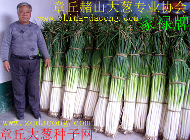 章丘大蔥種子 {dy}品牌“家祿牌”大蔥種子 新品種 山東大蔥種
