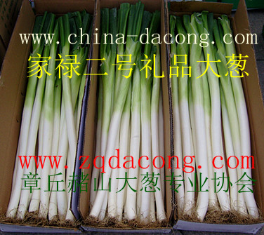 章丘大蔥栽培新技術(shù) 章丘大蔥種子網(wǎng) {dy}品牌 家祿牌章丘大蔥種