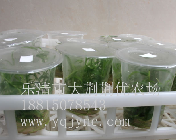 供應鐵皮石斛組培苗 石斛苗  全國{zd1}價 品質最純