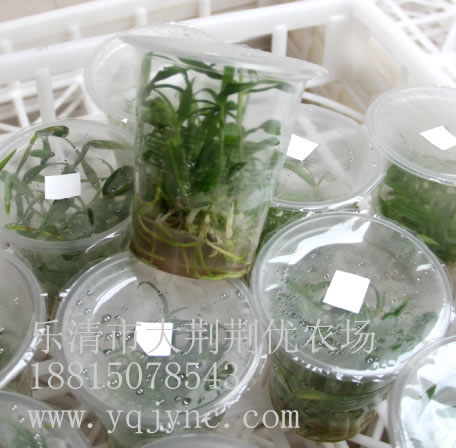 供應鐵皮石斛馴化苗 石斛苗 鐵皮石斛苗 軟腳紅桿