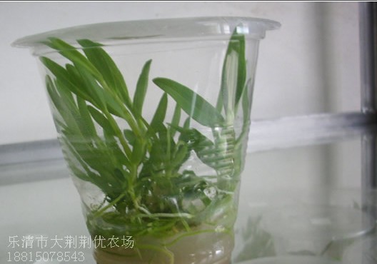 供應鐵皮石斛馴化苗 石斛苗 鐵皮石斛苗 軟腳紅桿