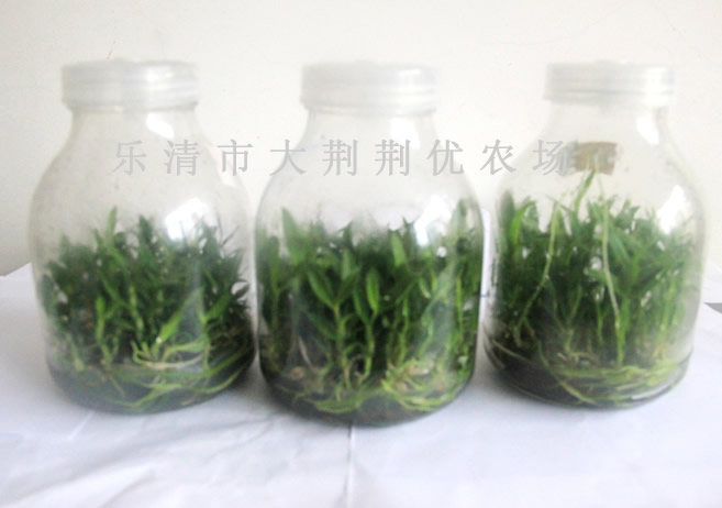 供應鐵皮石斛組培苗 石斛苗  全國{zd1}價 品質最純