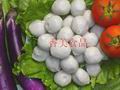 zz潮州牛肉丸技術(shù)培訓(xùn)中心