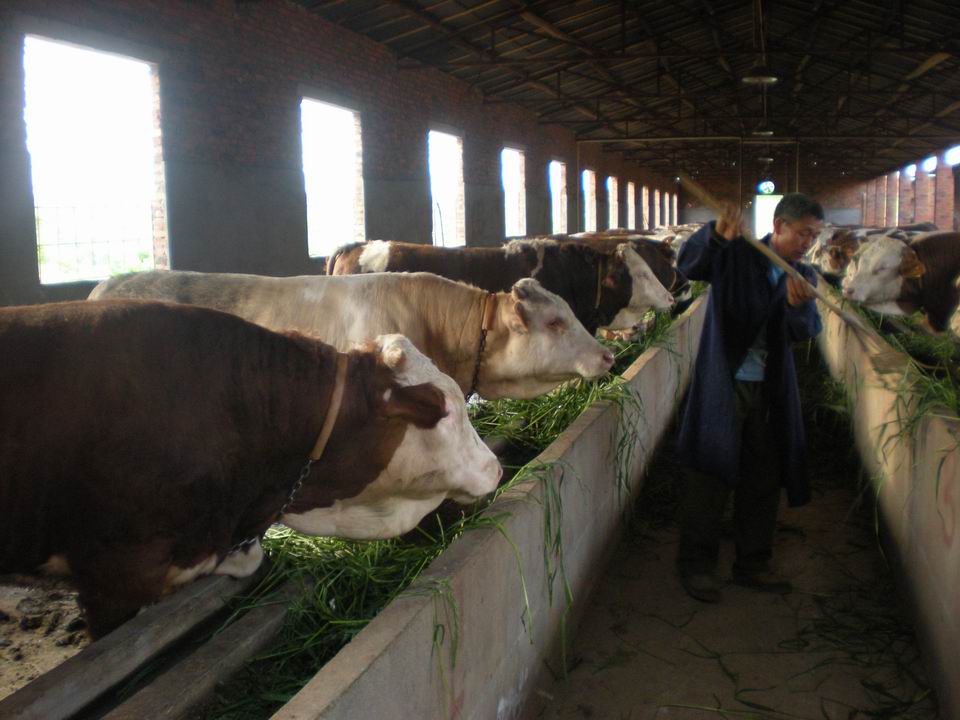 什么羊的肉牛 出肉快
