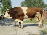 什么羊的肉牛 出肉快