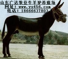 肉牛犢 肉羊羔 肉驢 馬等大型草食動(dòng)物