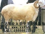 肉牛犢 肉羊羔 肉驢 馬等大型草食動(dòng)物原始圖片3