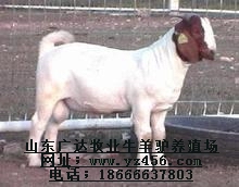 肉羊 肉羊羔 肉牛犢 雜交肉牛犢 改良肉牛犢 純種肉牛犢 