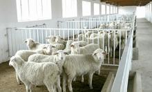 肉羊 肉羊羔 肉牛犢 雜交肉牛犢 改良肉牛犢 純種肉牛犢 