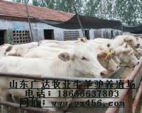 肉牛犢 肉牛犢價(jià)格 山東廣達(dá)肉牛良種推廣中心