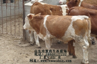 養(yǎng)牛 養(yǎng)牛場(chǎng)建設(shè) 肉牛犢 肉牛養(yǎng)殖選山東中牧肉牛良種科研中心