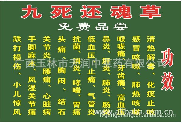 毛冬青\九死還魂草 \復活草 \還陽草\ 不死草