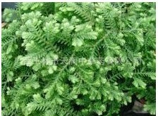 毛冬青\九死還魂草 \復活草 \還陽草\ 不死草