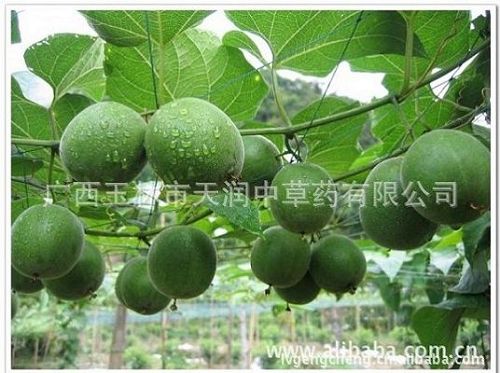卷柏;九死還魂草;復活草;還陽草,羅漢果花