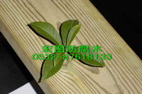 青島樟子松板材防腐木批發