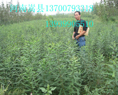 供應多刺皂莢（皂角）樹1年生樹苗50萬株