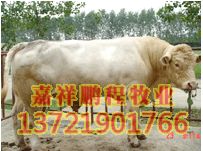 夏洛萊牛 夏洛萊牛價格 牛犢 肉牛 架子牛