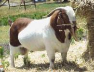 常年供應(yīng)各種肉牛、肉驢、小尾寒羊、魯西黃牛、西門塔爾牛、利木贊牛、夏洛萊牛、改良育肥肉牛犢、小公牛犢（8000頭待售）、架子牛、幫子牛、小母牛，純種波爾山羊、小尾寒羊、懷胎母羊羊羔、育肥肉羊、夏洛萊羊、杜泊綿羊、無角陶塞羊、肉驢，種驢，肉馬等優(yōu)良畜牧良種