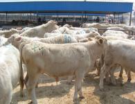 常年出售各種優(yōu)質(zhì)肉牛、肉羊、種牛、種羊，魯西黃牛