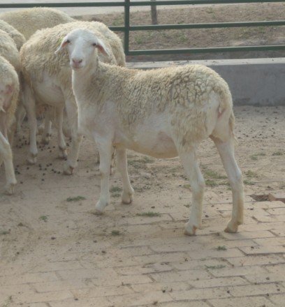 常年出售各種優質肉牛、肉羊、種牛、種羊，魯西黃牛