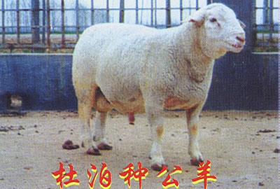 低價供應(yīng)純種波爾山羊、小尾寒羊、懷胎母羊羊羔、育肥肉羊、夏洛萊羊、杜泊綿羊、無角陶塞羊