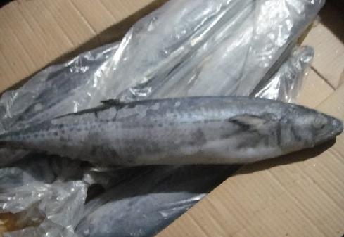 長期批發冷凍馬加魚 馬頭魚 馬面魚