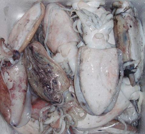 長期批發冷凍墨魚 墨魚柳 墨魚片