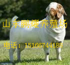 山東鵬耀養殖場供應品種肉牛肉羊，育肥牛羊，牛犢，品種好，效益高