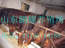 山東鵬耀養殖場供應品種肉牛肉羊，育肥牛羊，牛犢，品種好，效益高原始圖片2
