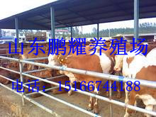 山東鵬耀養殖場供應品種肉牛肉羊，育肥牛羊，牛犢，品種好，效益高原始圖片3